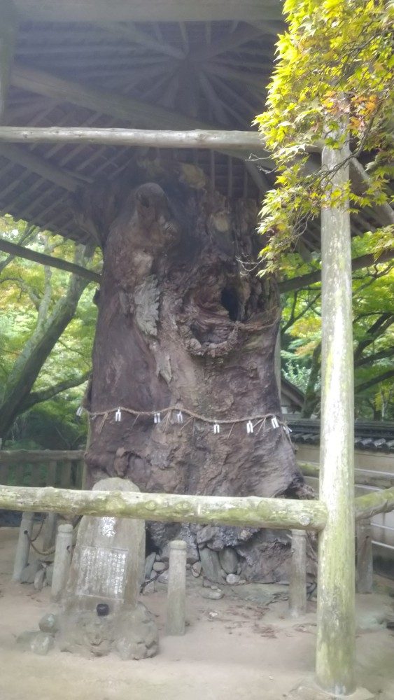 根香寺の白猴欅(はっこうけやき)