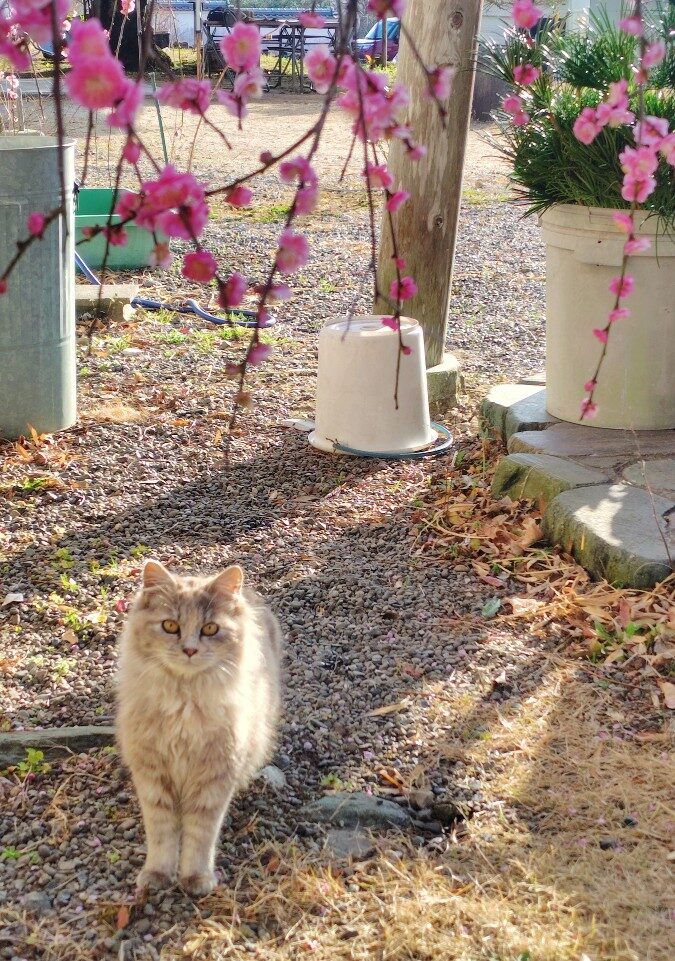 22番•平等寺の猫ちゃん
